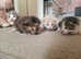 X4 beautiful coloured kittens