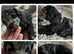 8 rainbow litter miniature poodles