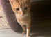 Domestic Shorthair Ginger Cat