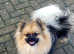 wonderful German Kleinspitz dogs are looking for their loving families
