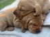 Labrador puppies for sale