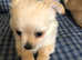 Chihuahua boy