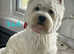 KC West Highland Terrier
