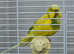 6 Budgies for sale as pairs (Without cage)