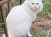 Turkish Angora Male