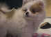 Female Pomchi Puppy