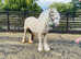 Super safe ideal first pony Penelope