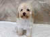 REDUCED Russian champion toy maltipoo puppies available