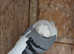 German owl hen for sale