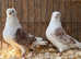 Old German Owls Show Quality