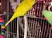 Handreared Lutino budgies