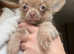 Apple head smooth coat chihuahua puppies for sale