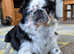 Kc registered pugs ready bank Holiday May 31st