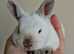 2 Rare Himalayan Mini Rex