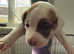 American bully cross mastiff puppies