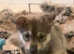 Saarloos Gorgeous Wolfalike Puppies