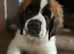 Saint Bernard pups