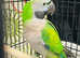 Be shy Derbyan Talking parrot