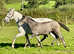 Casimo Ranch Connection Horsemanship