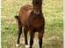 Registered British Miniature filly