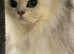 Two Beautiful Chinchilla Persian Female Cats