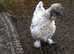 Silkie mix