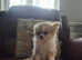 Kc registered  Tiny,  long coat chihuahua for sale