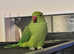 Talking baby Indian ringnick parrot
