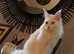 *REDUCED* Pure Maine coon kitten FULLY vaccinated