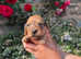 Outstanding Miniature PRA clear Dachshund puppies