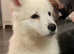 Stunning KC Registered White Swiss Shepherd Male Puppy