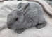 Beautiful blue/grey mini rex boys