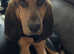 Bloodhound pup