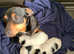 Miniature Jack Russell pups for sale