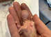 Baby lovebirds born 10.04
