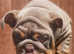 Reduced Price For An Outstanding  Rare Colour English Bulldog Puppies