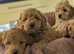 F1b Maltipoo