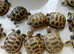 Horsfield baby tortoises for sale licenced