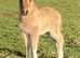 Golden Dun registered colt