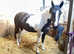 Quality Warmblood Broodmare