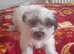 Malshis puppy for sale Maltese x shih tzu