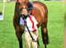 Stunning 12 2 show pony for full/ part loan