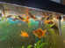 Goldfish for sale
