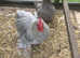 Lavender Pekin pair/ chicks also available