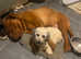Toy sized labradoodles absolutely beautiful and tiny