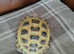Horsefield tortoise and enclosure