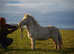 Shetland mares
