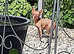 Beautiful Hairless Chihuahua Female