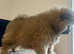 Male chow chow puppie