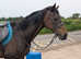 Super quiet 15.2hh mare